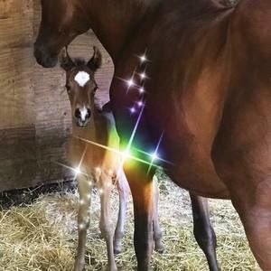 Meet your Posher, Isaac